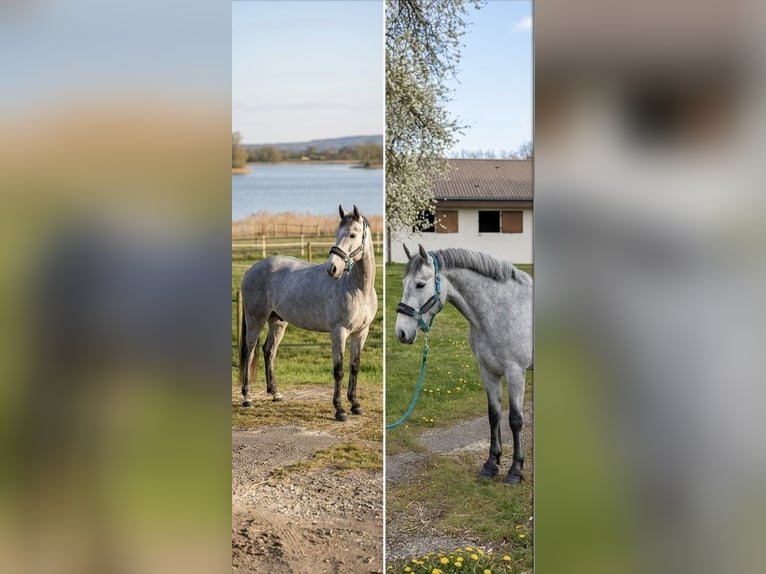 Connemara Gelding 4 years 14.1 hh Grey in Liege
