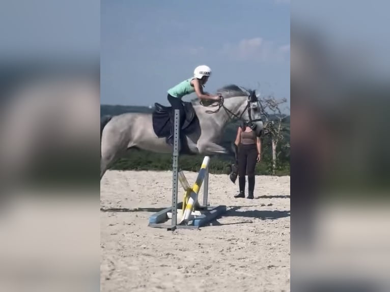 Connemara Gelding 4 years 14.1 hh Grey in Liege