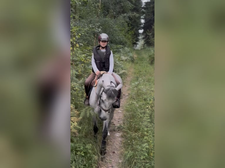 Connemara Gelding 4 years 14.1 hh Grey in Liege