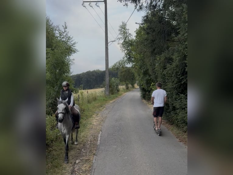 Connemara Gelding 4 years 14.1 hh Grey in Liege