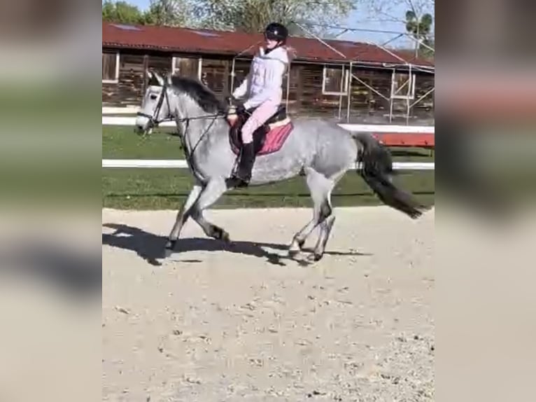 Connemara Gelding 4 years 14.1 hh Grey in Liege