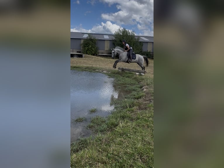 Connemara Gelding 4 years 14.1 hh Grey in Liege