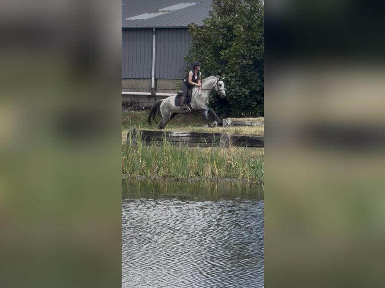 Connemara Gelding 4 years 14.1 hh Grey in Liege