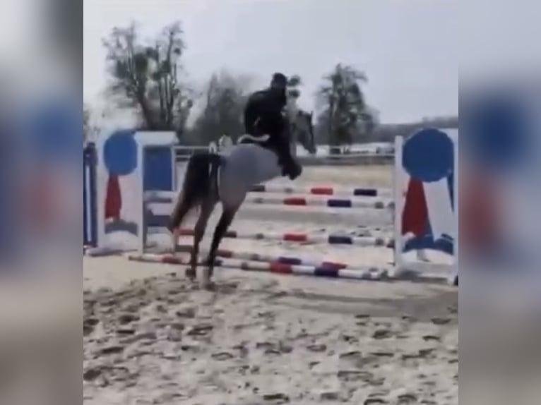 Connemara Gelding 4 years 14.1 hh Grey in Liege