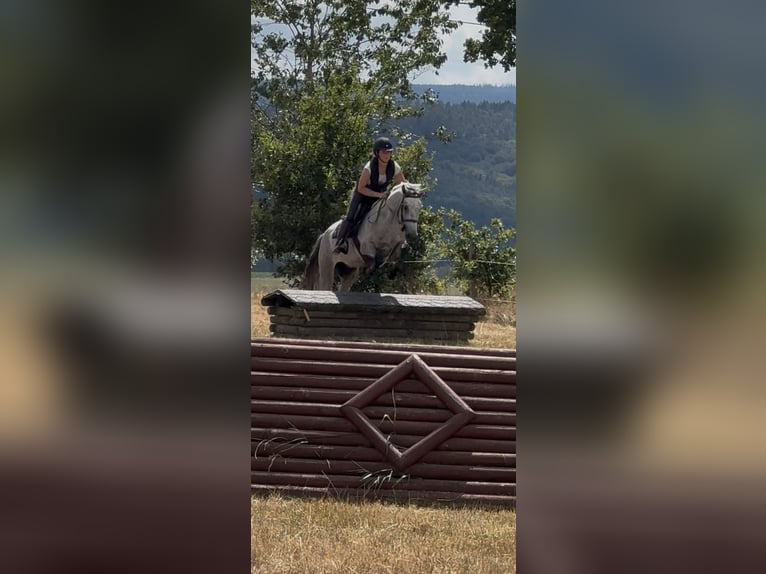 Connemara Gelding 4 years 14.1 hh Grey in Liege