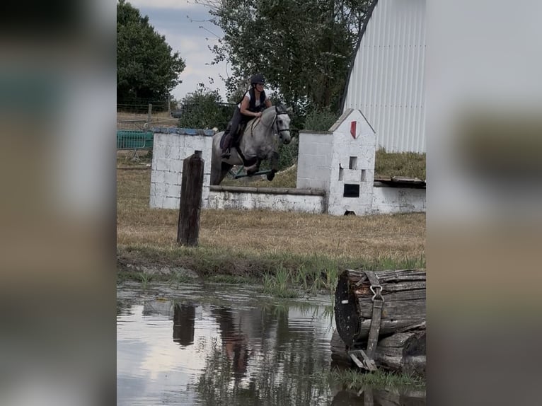 Connemara Gelding 4 years 14.1 hh Grey in Liege