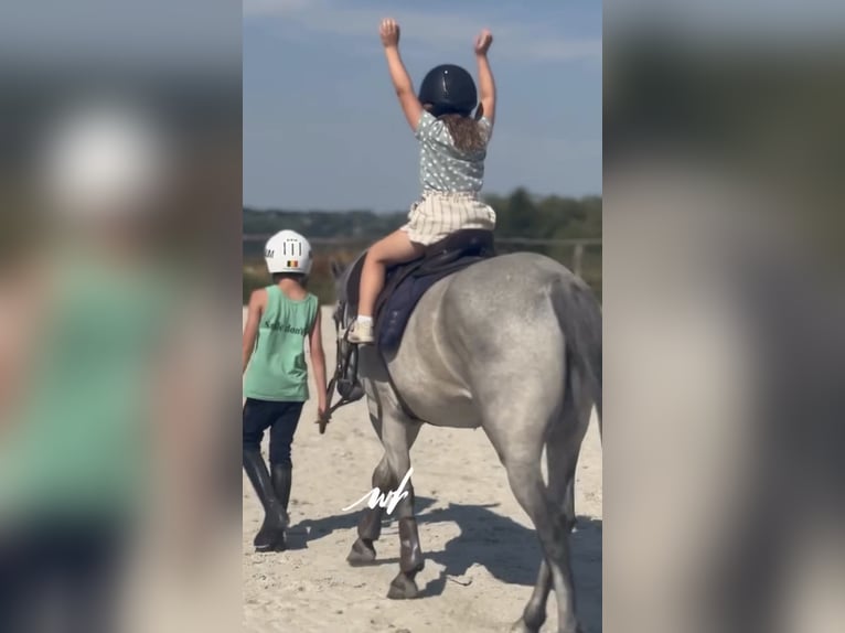 Connemara Gelding 4 years 14.1 hh Grey in Liege