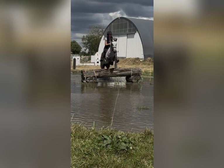 Connemara Gelding 4 years 14.1 hh Grey in Liege