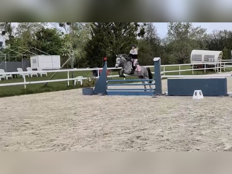 Connemara Gelding 4 years 14.1 hh Grey in Liege