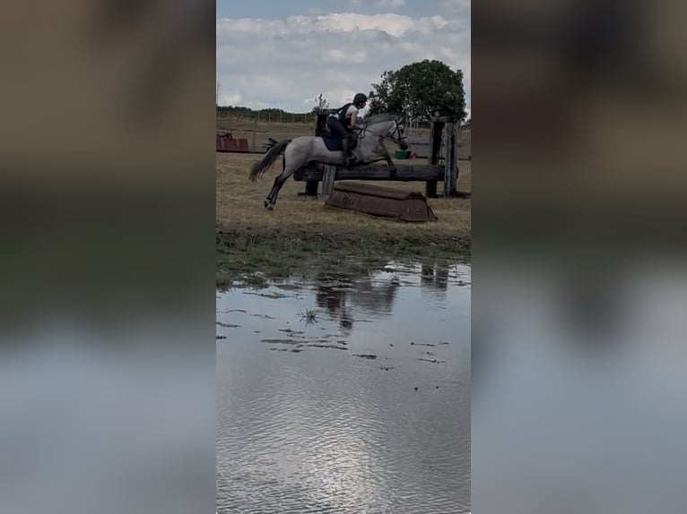 Connemara Gelding 4 years 14.1 hh Grey in Liege