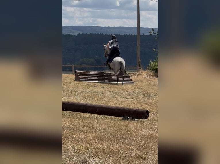 Connemara Gelding 4 years 14.1 hh Grey in Liege