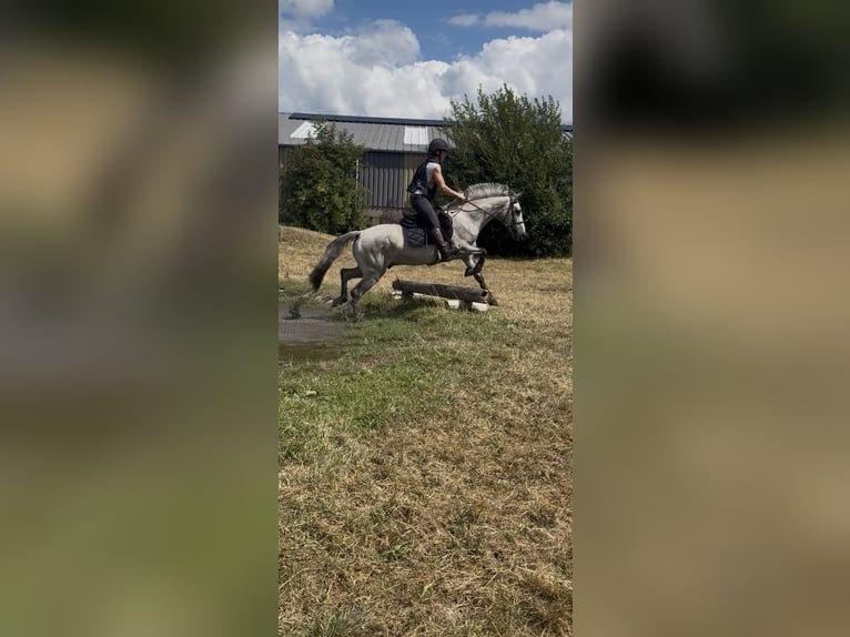 Connemara Gelding 4 years 14.1 hh Grey in Liege