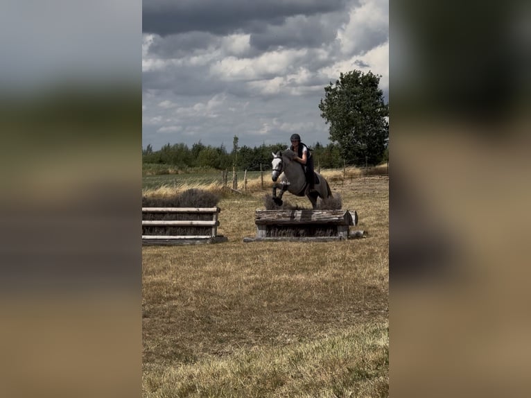 Connemara Gelding 4 years 14.1 hh Grey in Liege