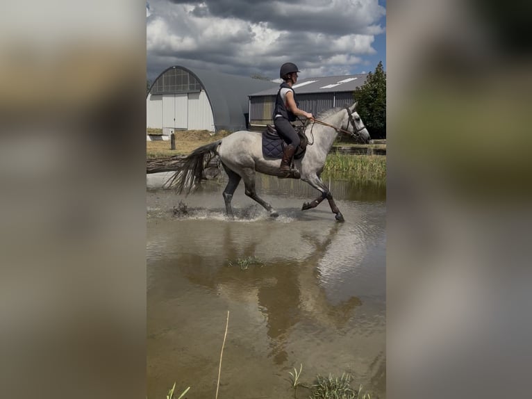 Connemara Gelding 4 years 14.1 hh Grey in Liege