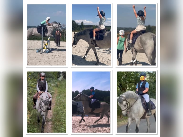 Connemara Gelding 4 years 14.1 hh Grey in Liege