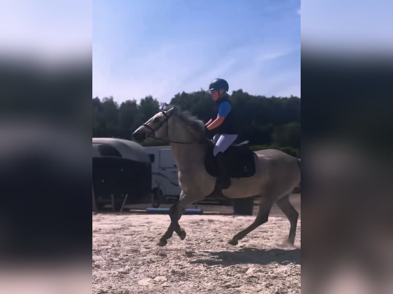 Connemara Gelding 4 years 14.1 hh Grey in Liege
