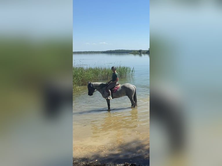Connemara Gelding 4 years 14.1 hh Grey in Liege
