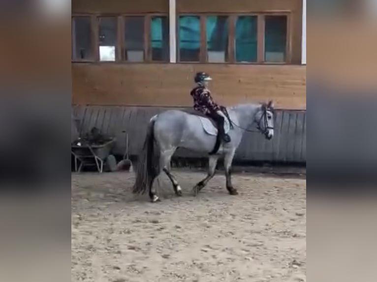 Connemara Gelding 4 years 14.1 hh Grey in Liege