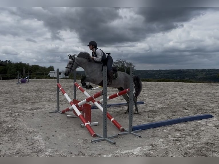 Connemara Gelding 4 years 14.1 hh Grey in Liege