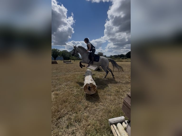 Connemara Gelding 4 years 14.1 hh Grey in Liege