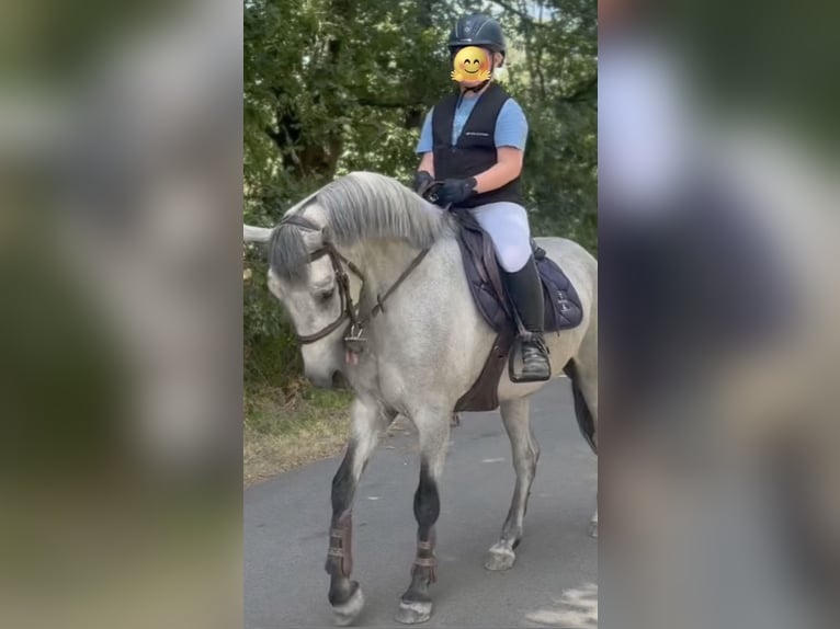 Connemara Gelding 4 years 14.1 hh Grey in Liege