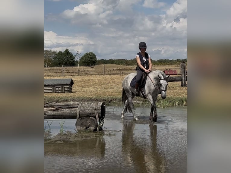 Connemara Gelding 4 years 14.1 hh Grey in Liege