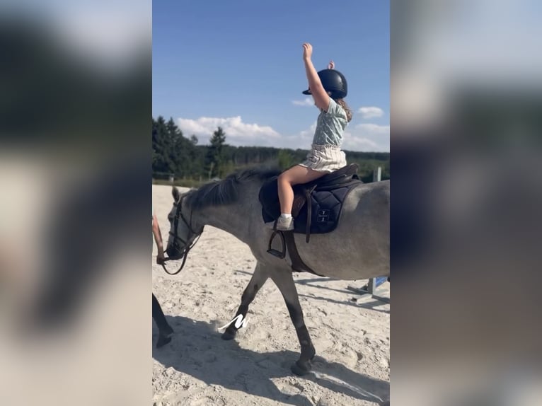 Connemara Gelding 4 years 14.1 hh Grey in Liege