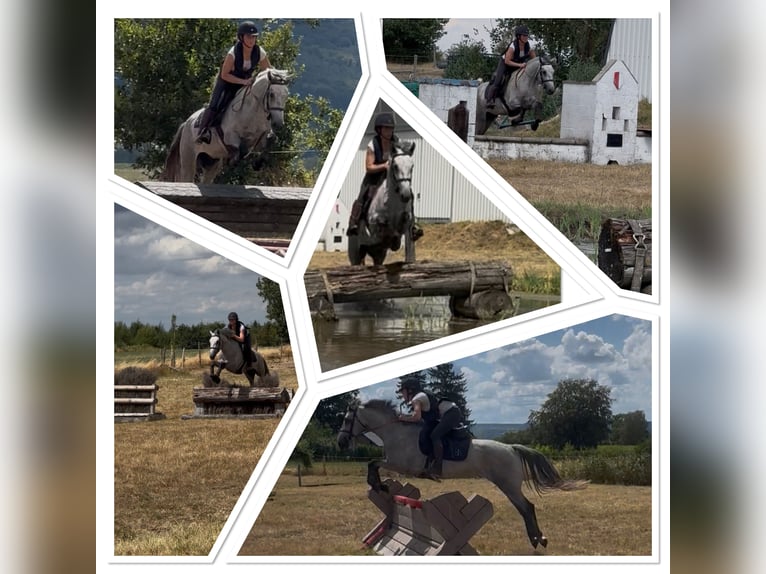 Connemara Gelding 4 years 14.1 hh Grey in Liege