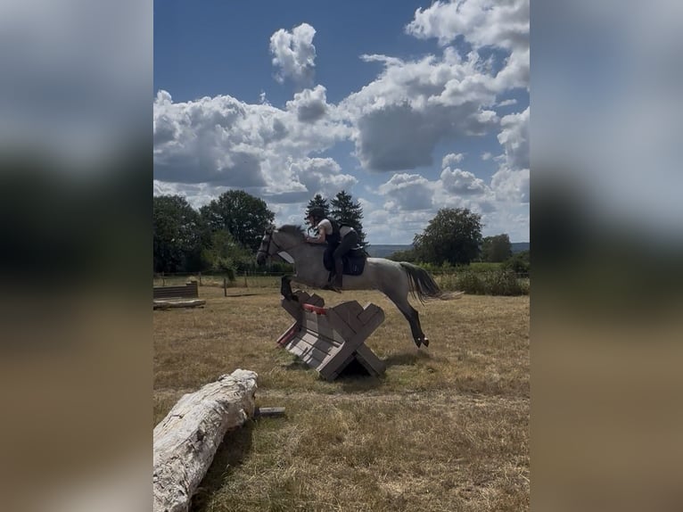 Connemara Gelding 4 years 14.1 hh Grey in Liege
