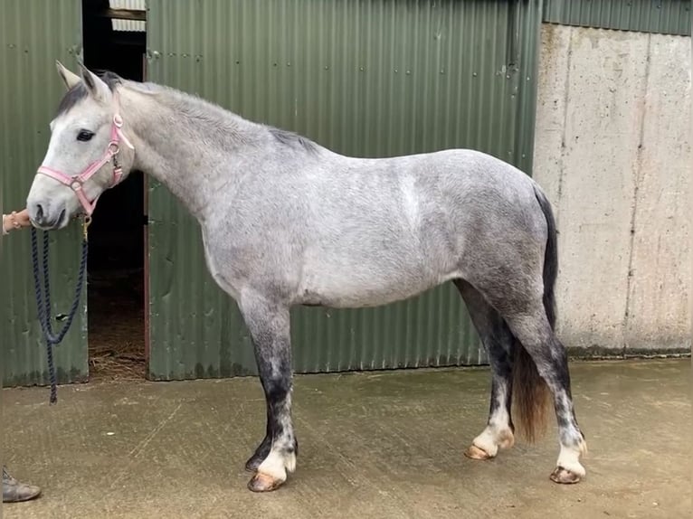 Connemara Gelding 4 years 14,1 hh Grey in Sligo