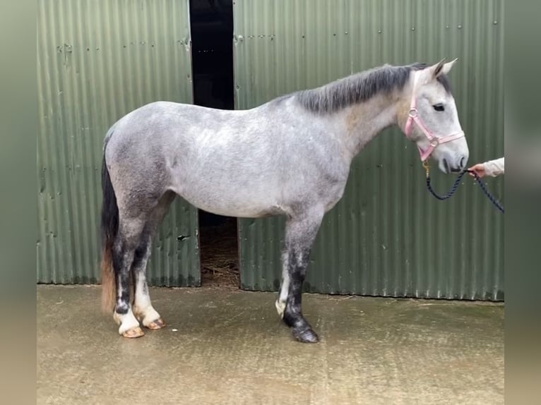 Connemara Gelding 4 years 14,1 hh Grey in Sligo