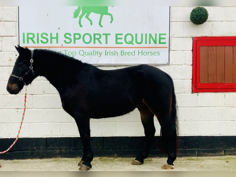 Connemara Gelding 4 years 14,2 hh Black in Mountrath