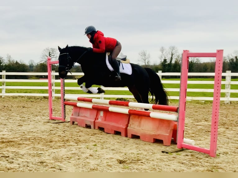 Connemara Gelding 4 years 14,2 hh Black in Mountrath