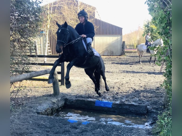 Connemara Gelding 4 years 14.2 hh Black in Mountrath