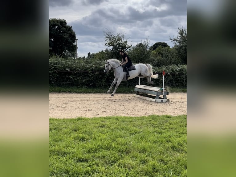 Connemara Gelding 4 years 14,2 hh Gray in Kildare