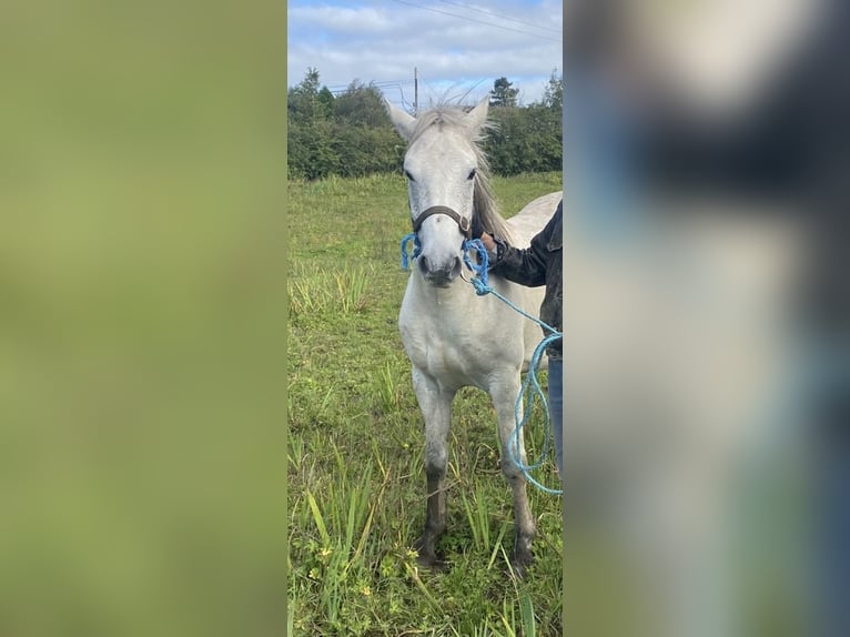 Connemara Gelding 4 years 14,2 hh Gray in Co. Sligo