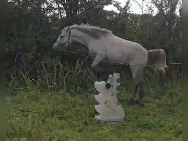 Connemara Gelding 4 years 14,2 hh Gray in Co. Sligo