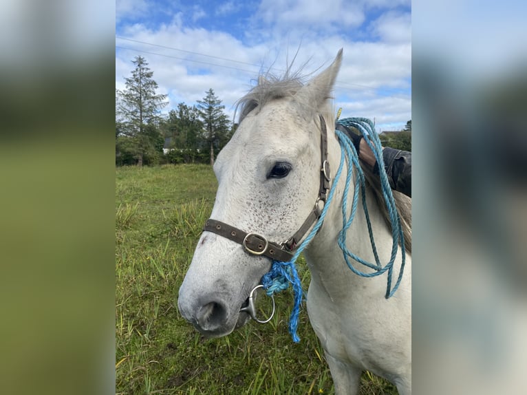 Connemara Gelding 4 years 14,2 hh Gray in Co. Sligo