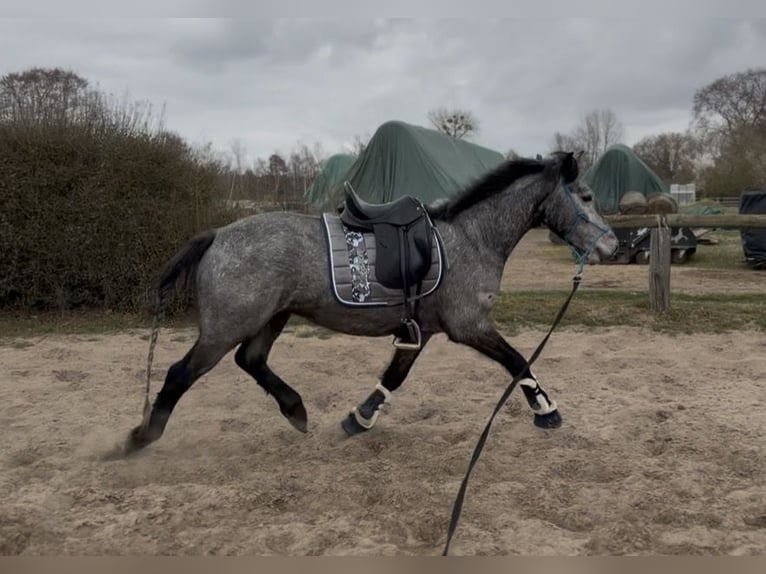 Connemara Gelding 4 years 14.2 hh Grey-Dapple in Trebbin