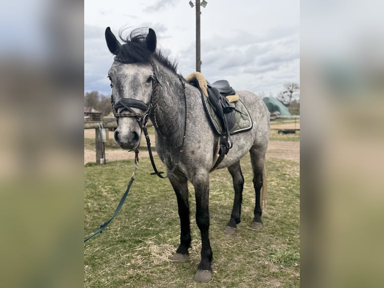 Connemara Gelding 4 years 14.2 hh Grey-Dapple in Trebbin