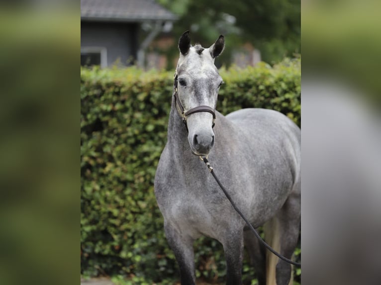 Connemara Gelding 4 years 14.2 hh Grey in Zieuwent
