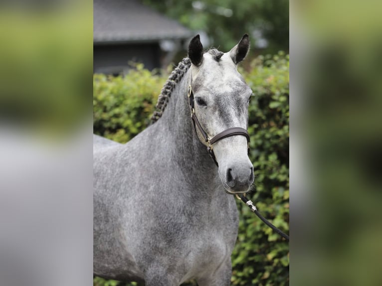 Connemara Gelding 4 years 14.2 hh Grey in Zieuwent