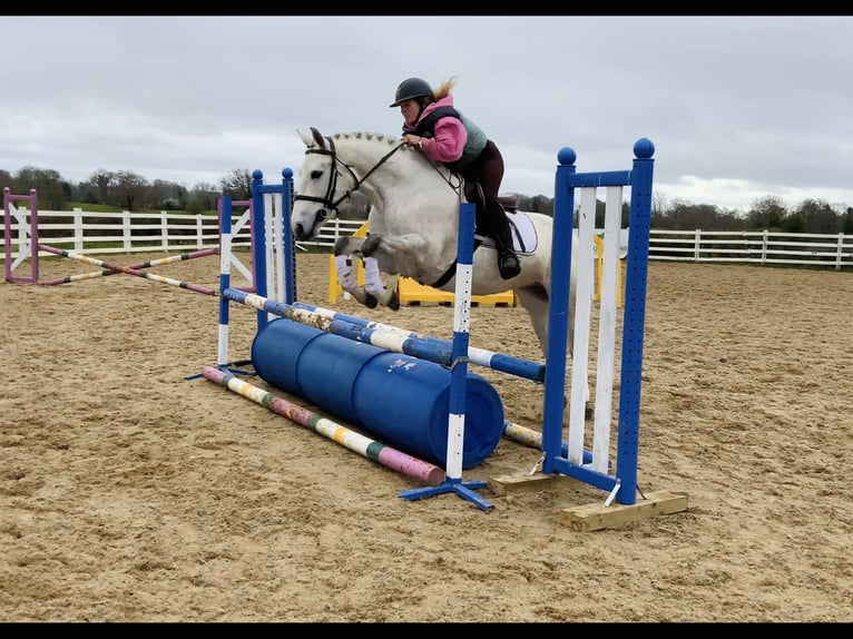 Connemara Gelding 4 years 14.2 hh Grey in Laois