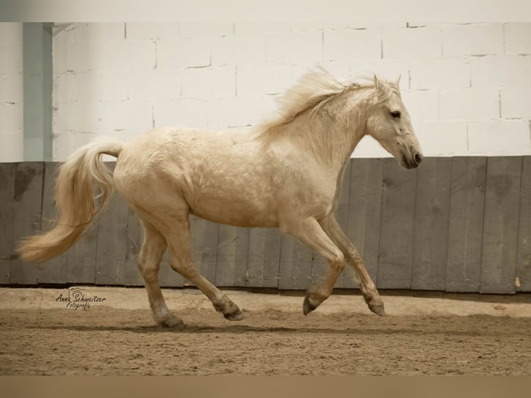 Connemara Gelding 4 years 14,2 hh Palomino in Münstermaifeld