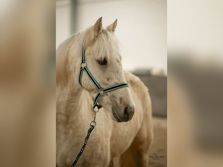 Connemara Gelding 4 years 14,2 hh Palomino in Münstermaifeld