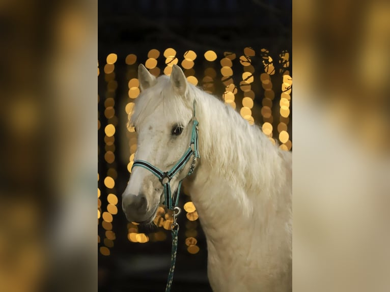 Connemara Gelding 4 years 14,2 hh Palomino in Münstermaifeld