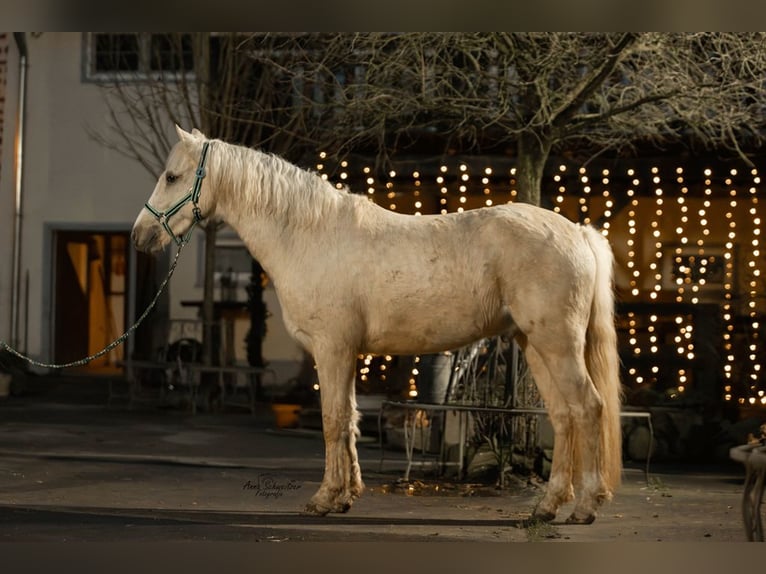 Connemara Gelding 4 years 14,2 hh Palomino in Münstermaifeld