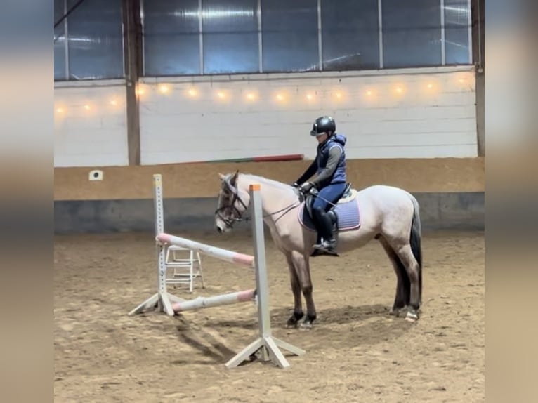 Connemara Mix Gelding 4 years 14,2 hh Roan-Bay in Saarbrücken