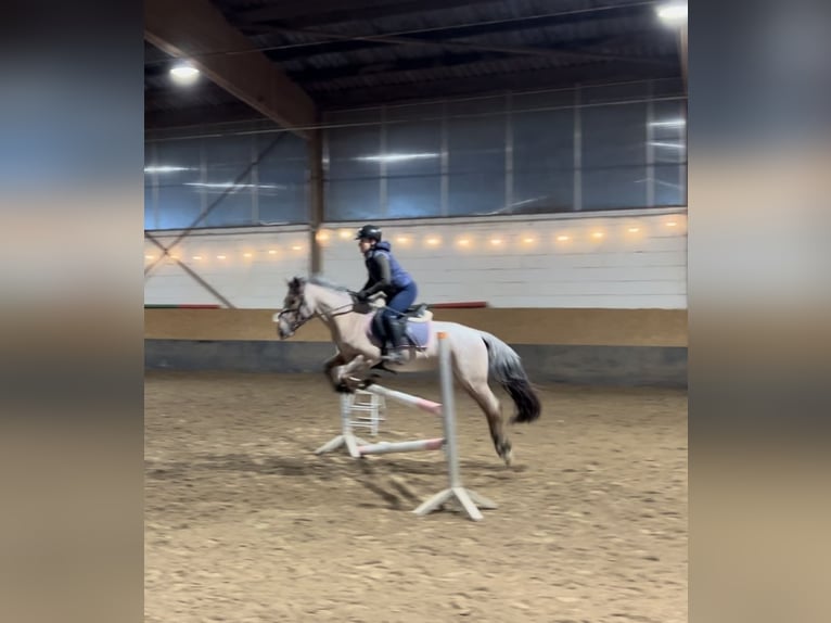 Connemara Mix Gelding 4 years 14,2 hh Roan-Bay in Saarbrücken