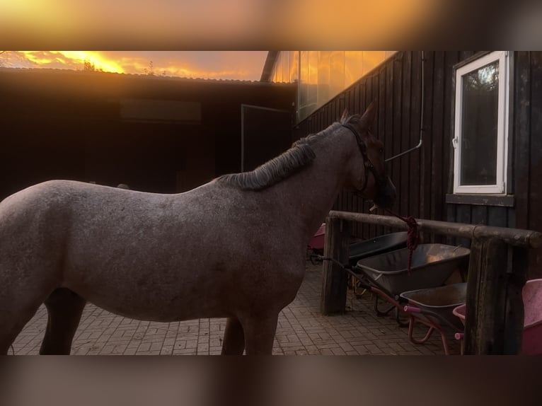 Connemara Mix Gelding 4 years 14,2 hh Roan-Bay in Saarbrücken